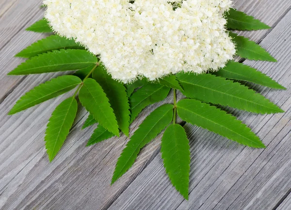 Mountain ash flower — Stock Photo, Image