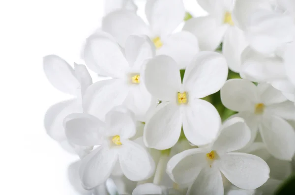 Beau lilas isolé sur fond blanc — Photo