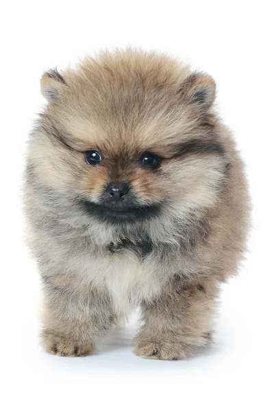 Spitz puppy isolated on white background — Stock Photo, Image