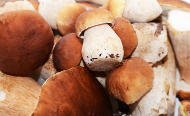 Boletus mantarı arka plan olarak