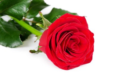 Beyaz arka plan üzerinde izole kırmızı gül