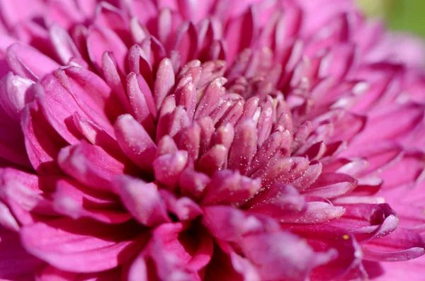 Aster flower close up — Stock Photo, Image