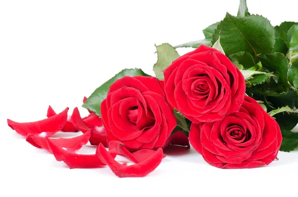 Strauß roter Rosen isoliert auf weißem Hintergrund — Stockfoto