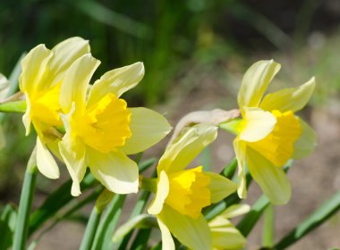Güzel bahar çiçekleri