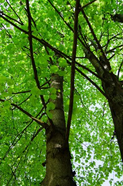 Yeşil ormanda güneş ışığı