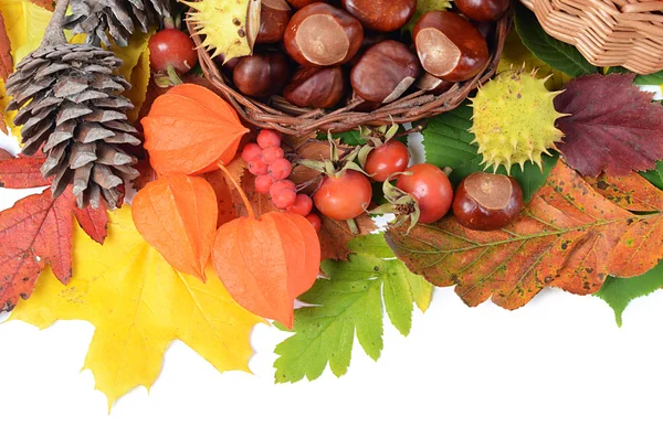 Chestnuts on autumn leaves isolated on white background — Stock Photo, Image