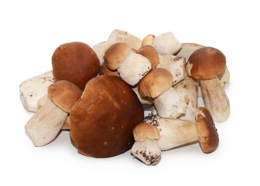 Boletus edulis beyaz arkaplanda izole edildi