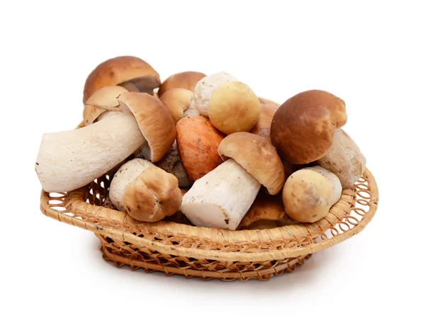 Boletus edulis geïsoleerd op witte achtergrond — Stockfoto