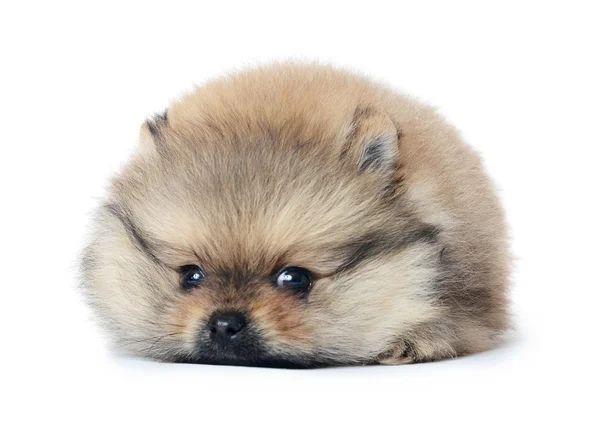 Spitz puppy isolated on white background — Stock Photo, Image