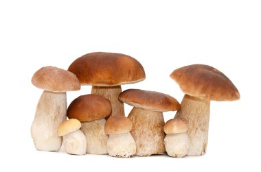 Boletus edulis beyaz arkaplanda izole edildi
