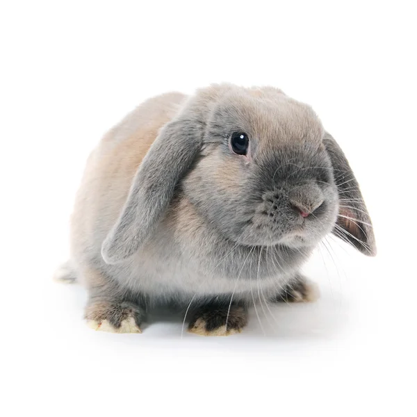 Grey rabbit isolated on white background — Stock Photo, Image