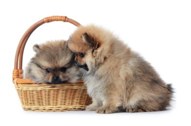 Beyaz arka plan üzerinde izole spitz köpek yavrusu