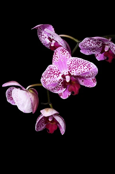Fleurs d'une orchidée lilas sur fond noir — Photo