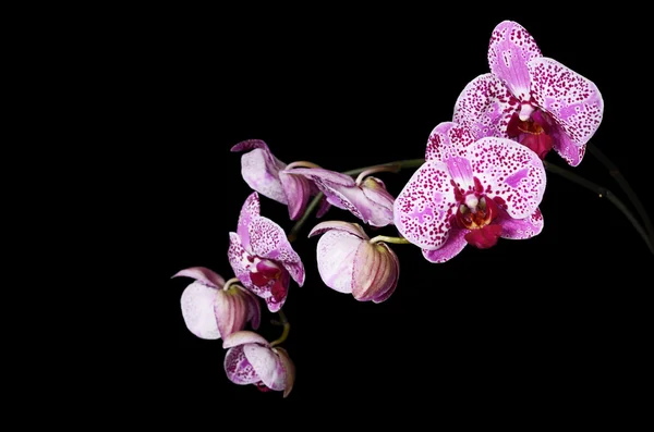 Fleurs d'une orchidée lilas sur fond noir — Photo