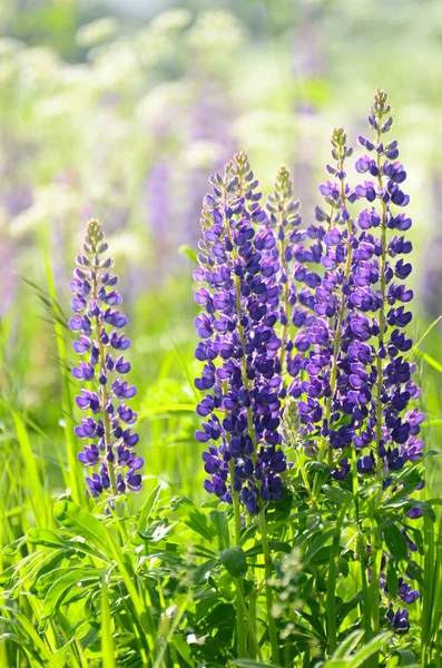 Flores lupin no campo closeup — Fotografia de Stock