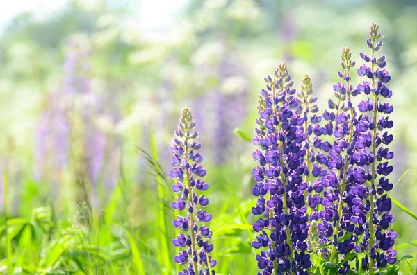 Flores lupin no campo closeup — Fotografia de Stock