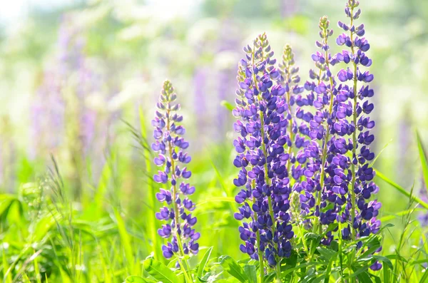 Flores lupin no campo closeup — Fotografia de Stock