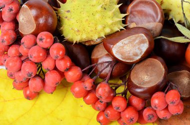 kestane izole sonbahar yaprakları üzerinde