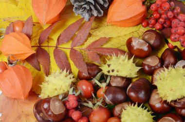 Kestaneler sonbahar yapraklarında