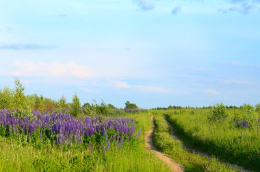 çiçekler lupin alan closeup içinde