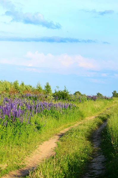 Blommor lupin i fältet närbild — Stockfoto