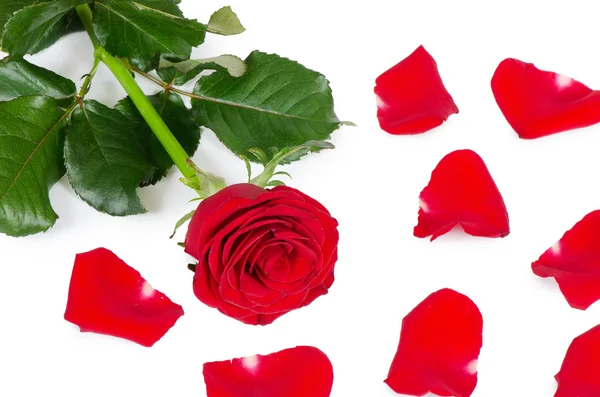 Die roten Rosen isoliert auf weißem Hintergrund — Stockfoto