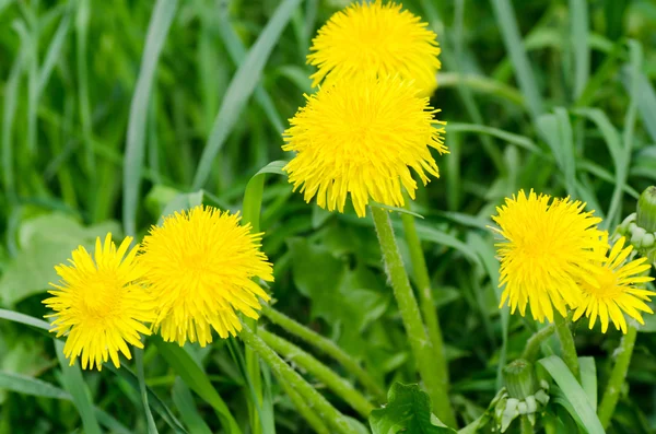 Hermosas flores de primavera —  Fotos de Stock