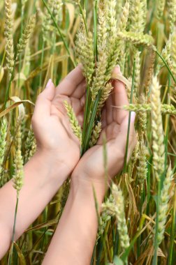 eller buğday kulak buğday alan ile