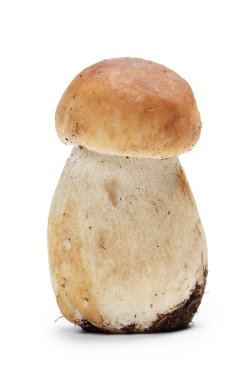 beyaz izole boletus mantarı