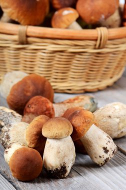 ham boletus mantarı bir arka plan