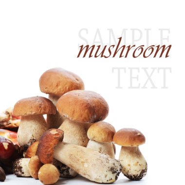 beyaz izole boletus mantarı