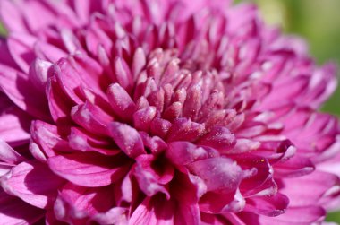 Aster çiçek makro
