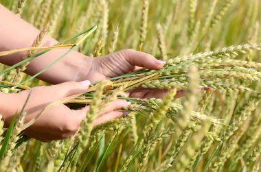 eller buğday kulak buğday alan ile