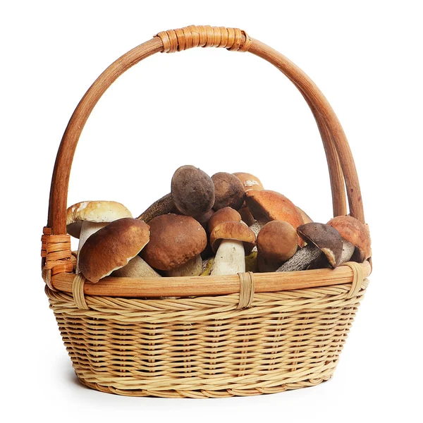 The raw boletus edulis in basket — Stock Photo, Image