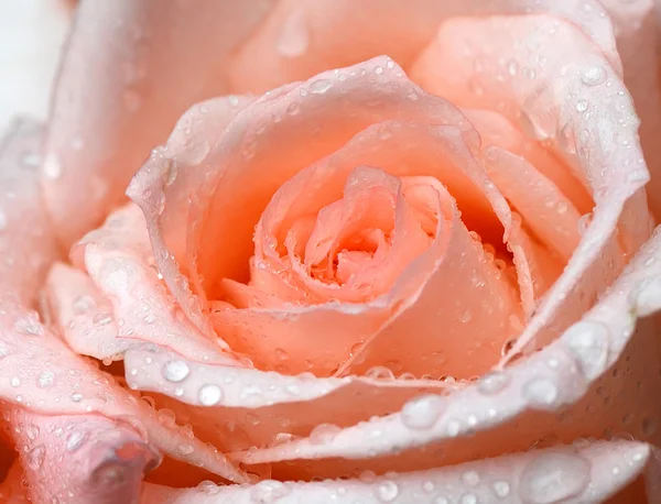 Pink rose closeup with water drops — Stock Photo, Image