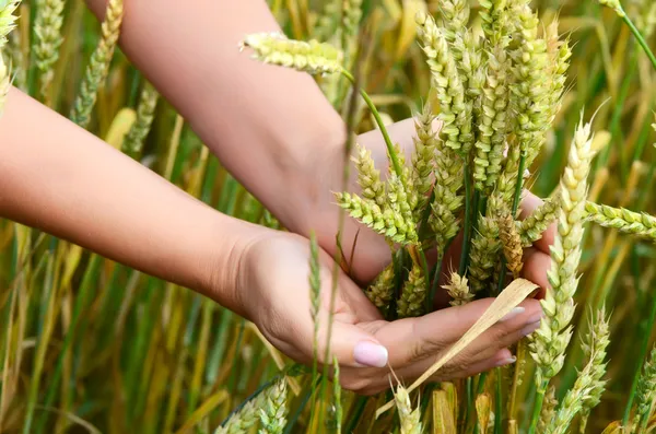 Mains féminines avec oreilles de blé sur un champ de blé — Photo