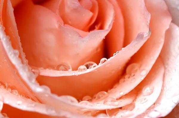 Růžová růže detailní up s kapkami vody — Stock fotografie