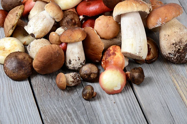 The raw boletus edulis a background — Stock Photo, Image