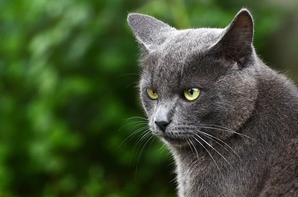 Primer plano retrato de gatito gris —  Fotos de Stock