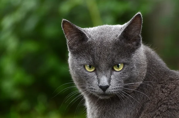 Primer plano retrato de gatito gris —  Fotos de Stock