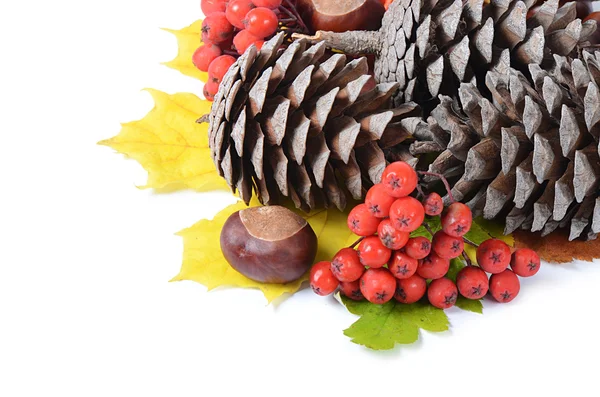 Castañas sobre hojas de otoño aisladas — Foto de Stock