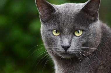Gri kedi portre kadar yakın