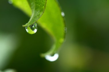 Yaprağın üzerine yağmur damlası