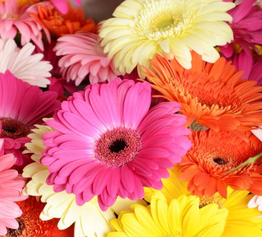 buket gerbera çiçek