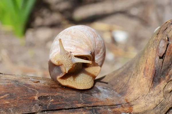 El caracol se arrastra sobre un árbol —  Fotos de Stock