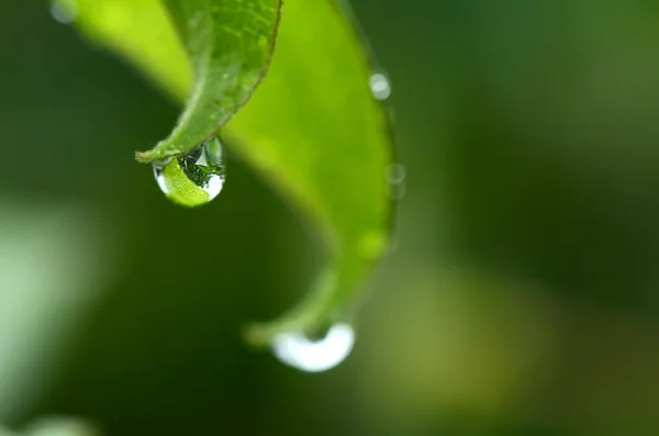 Kapka deště na list — Stock fotografie