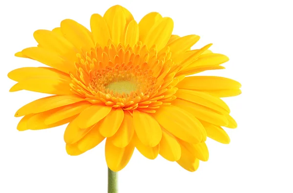 A flor de gerbera — Fotografia de Stock