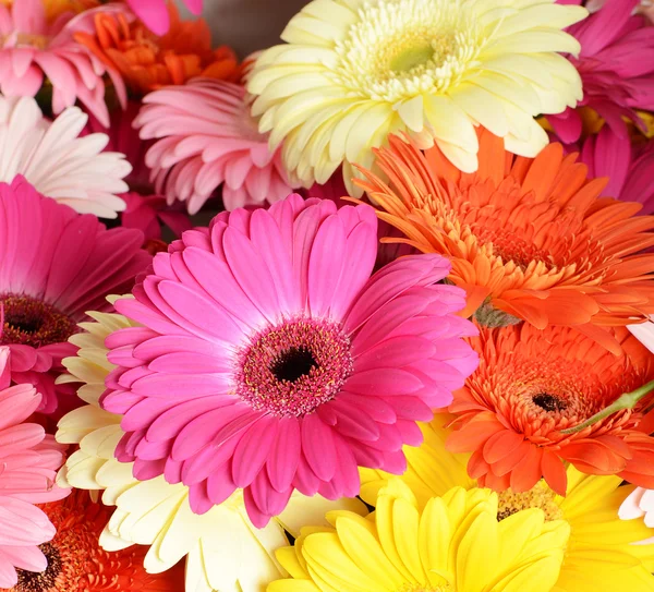 ガーベラお花花束 — ストック写真