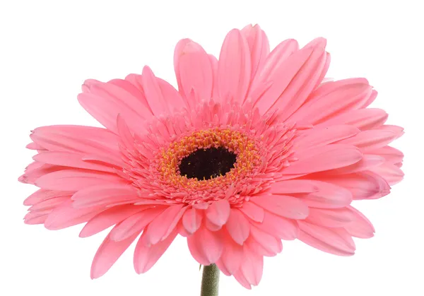 Beyaz izole gerbera çiçek — Stok fotoğraf