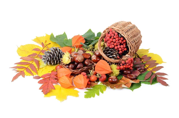 Stilleven in de herfst - kastanjes en een bergas — Stockfoto